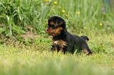 YORKSHIRE TERRIER 594